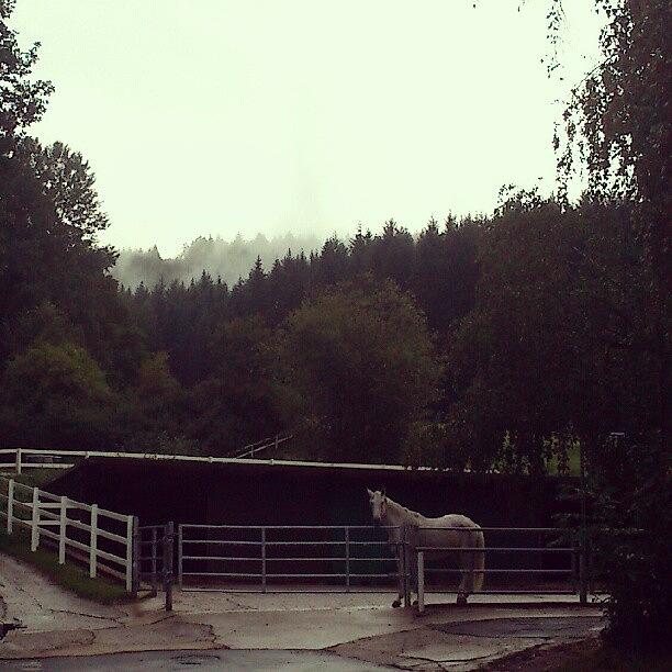 Nature Photograph - Limace
#pferd #horse #forest #nebel by Katrin Woerner
