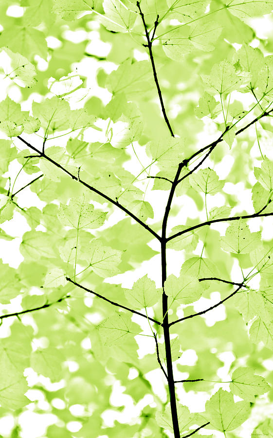 Lime Green Leaves Melody Photograph by Jennie Marie Schell