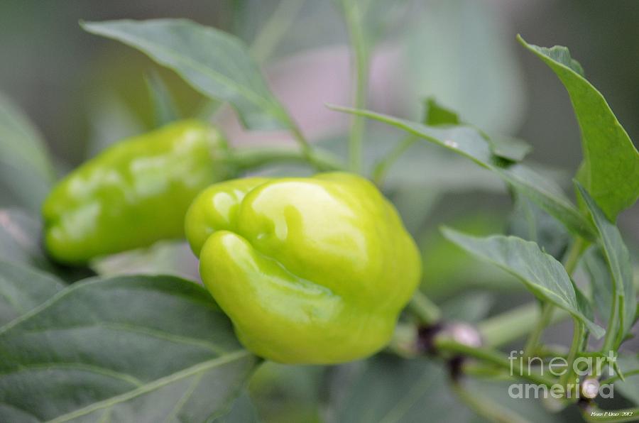 Lime Green Peppers Photograph by Maria Urso