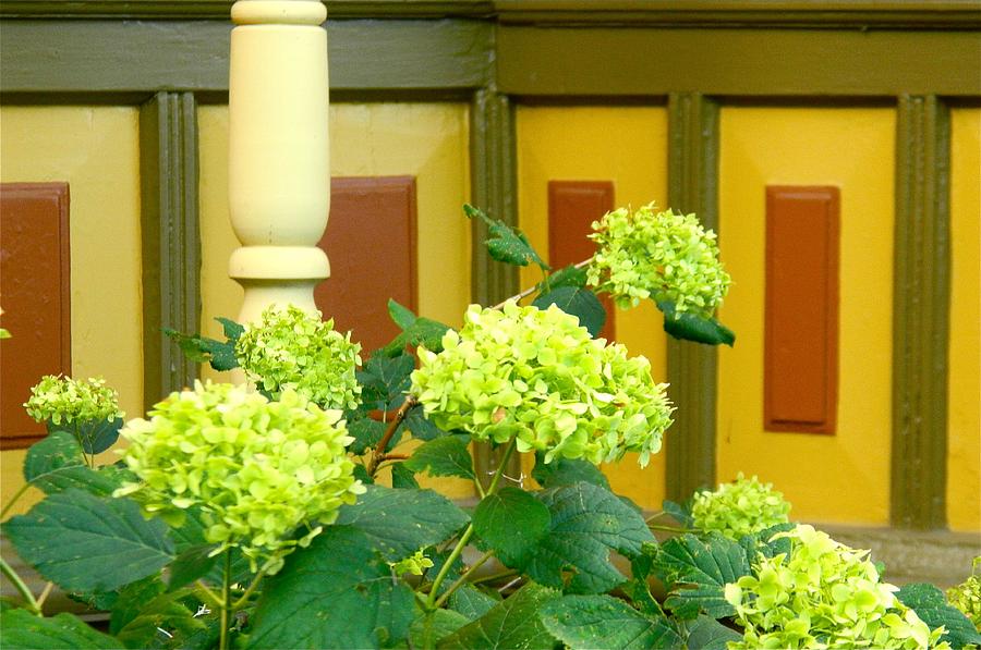 Lime Hydrangea Blooms  Photograph by Randy Rosenberger