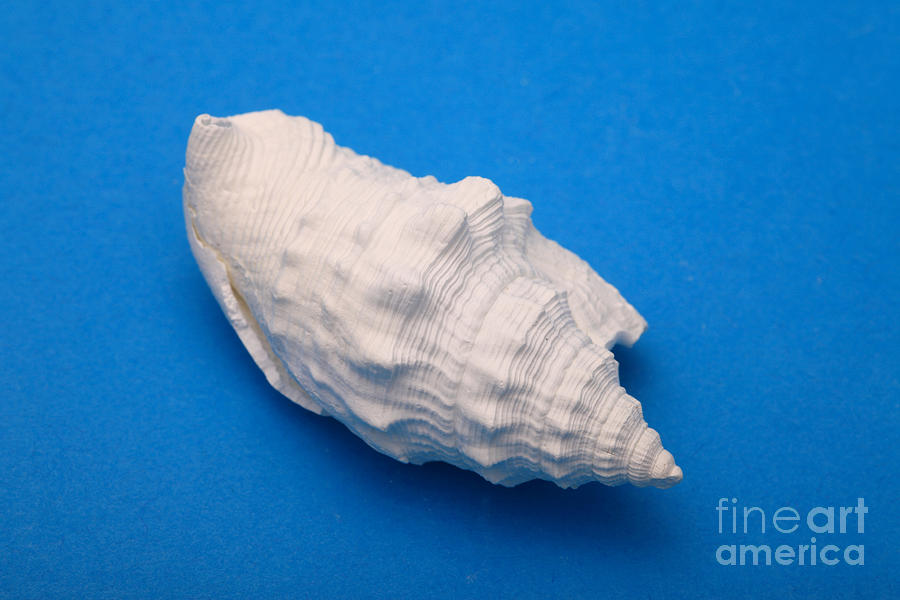 Still Life Photograph - Lime Made From A Seashell by Ted Kinsman