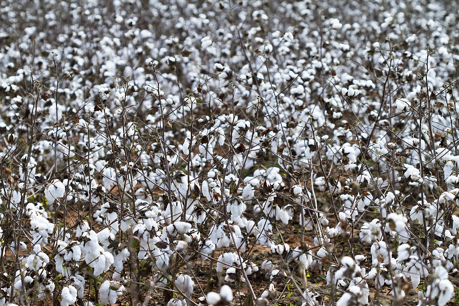 Farm Photograph - Limestone County Cotton Field by Kathy Clark
