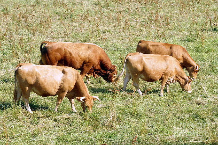 Limousin cattle in the summer Photograph by Rod Jones