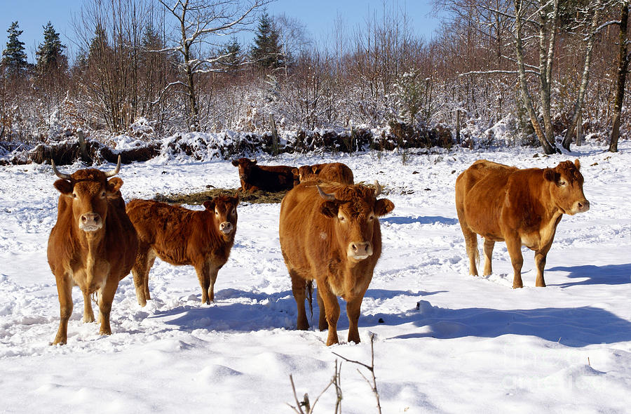 Limousin cattle in the winter Photograph by Rod Jones