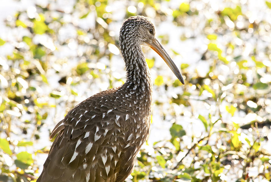 Limpkin Luster Photograph by Steven Sparks