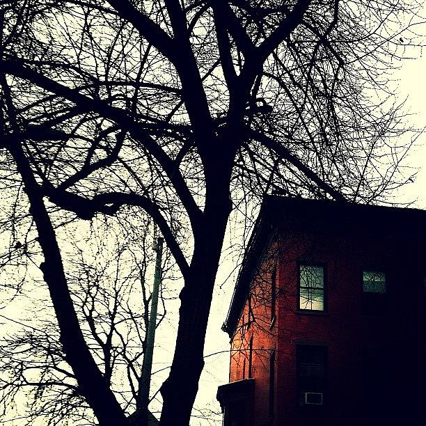 Tree Photograph - Lincoln Place (park Slope, Brooklyn) by Natasha Marco