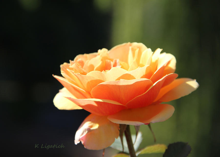 Lindas Rose Garden 3 Photograph by Kerri Ligatich