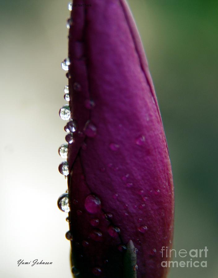 Line of Droplets Photograph by Yumi Johnson