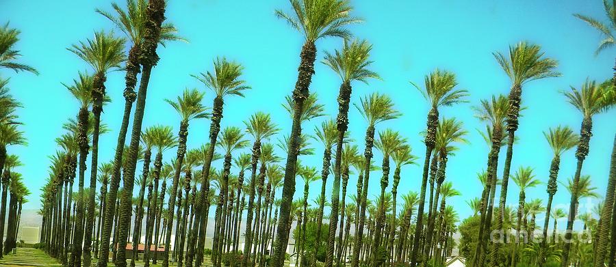 Line of Palms Photograph by Michelle Frizzell-Thompson