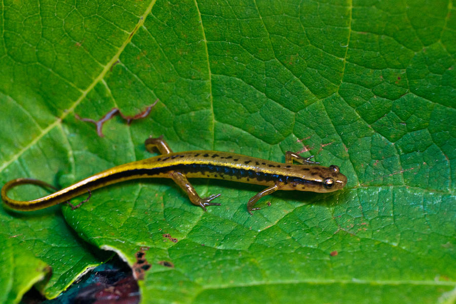 Lined Salamander 2 Photograph by Douglas Barnett