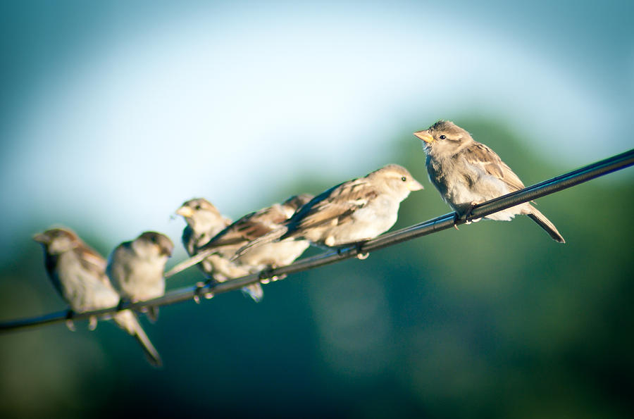 Birds Photograph - Lines of Communication by Jason Heckman Birds Photograph - Lines of Communication by Jason Heckman