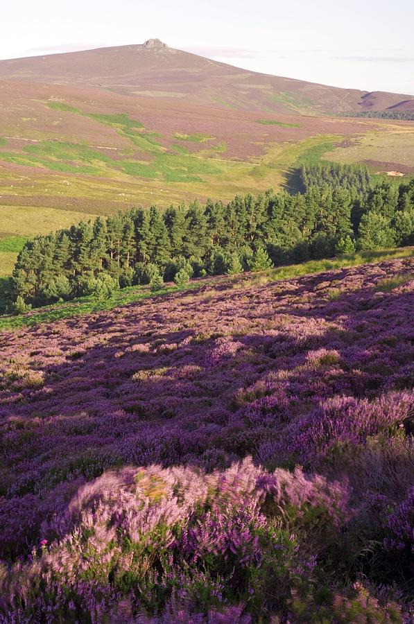 Calluna Vulgaris Photograph - Ling Heather (calluna Vulgaris) by Duncan Shaw Calluna Vulgaris Photograph - Ling Heather (calluna Vulgaris) by Duncan Shaw