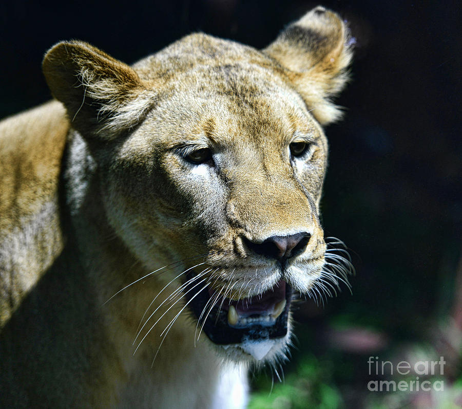 Lion - Endangered Species - Wildlife Photograph by Paul Ward