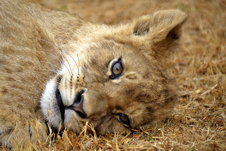 Lion 92 Photograph by Jason Finlay - Pixels