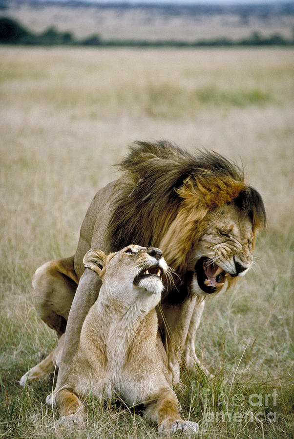Lion Photograph - Lion And Lioness Mating by Greg Dimijian
