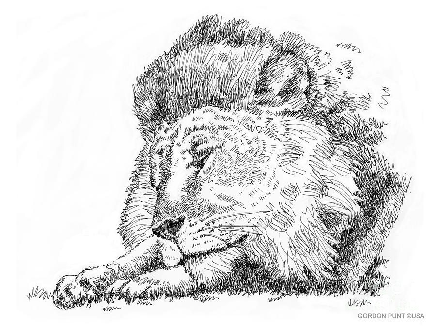 Lion-Art-Black-White Drawing by Gordon Punt