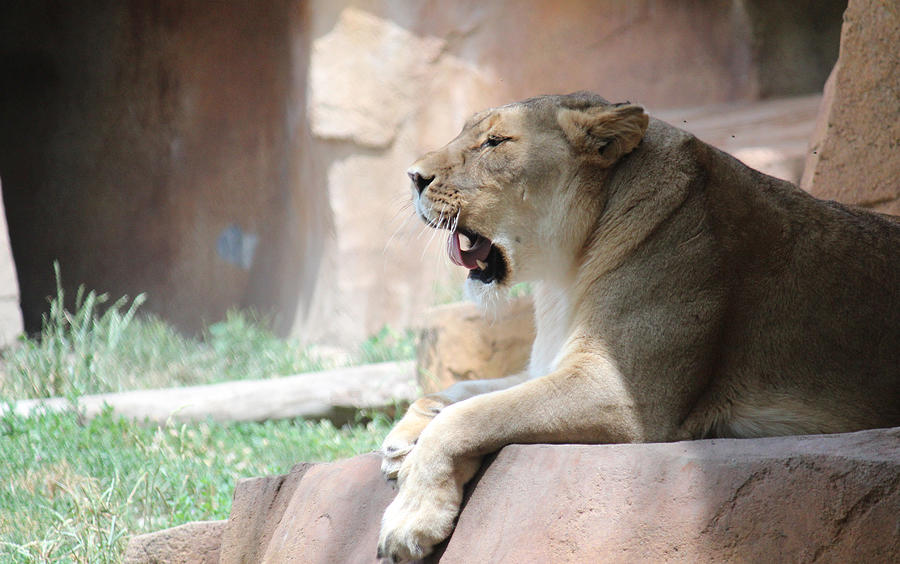 Lion at Brookfield Zoo in Chicago IL Photograph by Peter Ciro