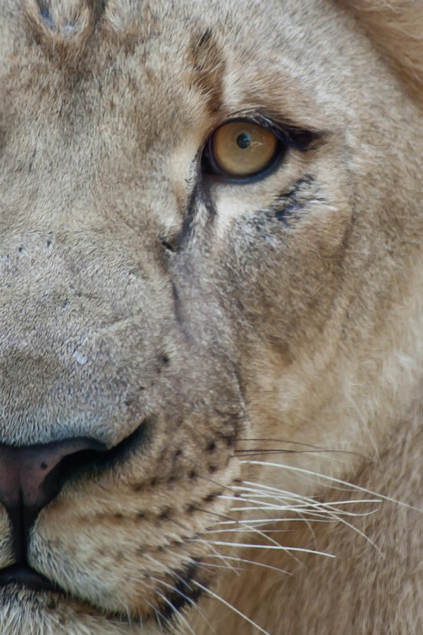 Lion Close-up Photograph