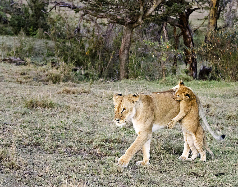 Lion Cub at Play Photograph by Marion McCristall