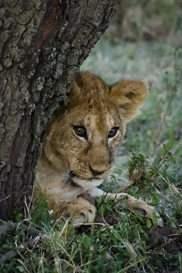 Lion Cub Photograph by Marion McCristall