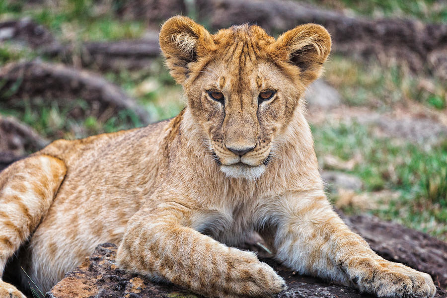 Lion Cub Photograph by Perla Copernik