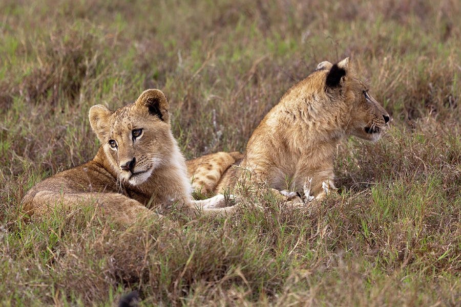 Lion Cubs I Photograph by Robert Selin - Fine Art America