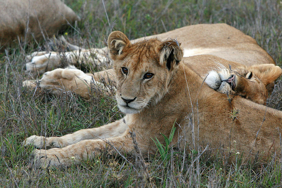 Lion cubs relaxing Photograph by Mollie Jax - Fine Art America