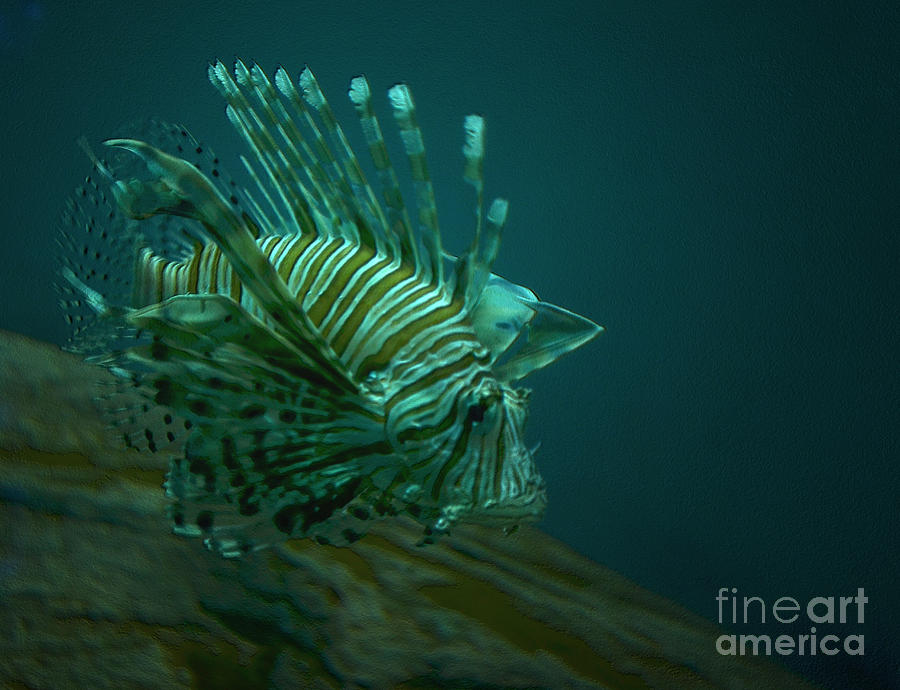 Lion Fish Photograph by Donna Brown