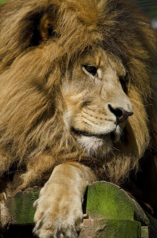 Lion Gaze Photograph by JT Lewis