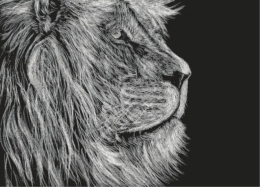 Lion Glare Drawing by Rubin Kutsar