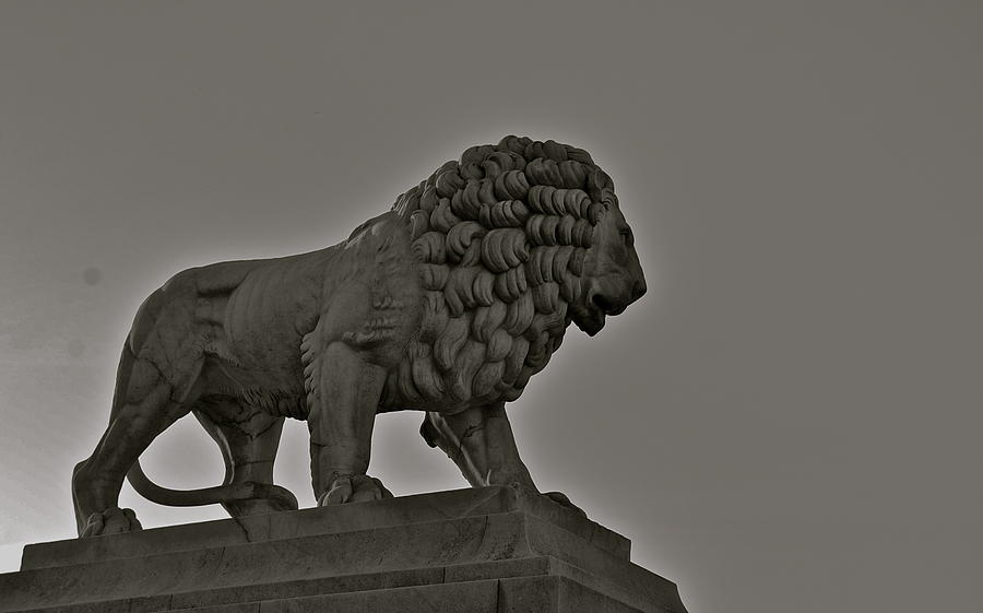 Lion Guard Photograph by Eric Tressler
