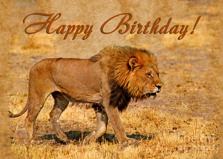 Lion Happy Birthday by Sergey Korotkov