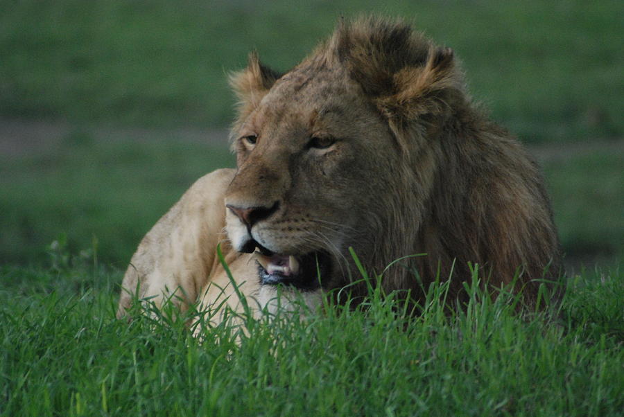 Lion Photograph by Herman Hagen