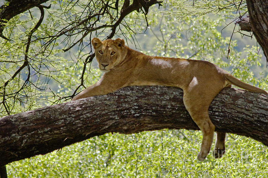 Lion in a Tree - Lake Manyara NP Tanzania Photograph by Craig Lovell