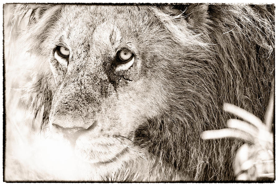 Lion in Concentration Photograph by Perla Copernik