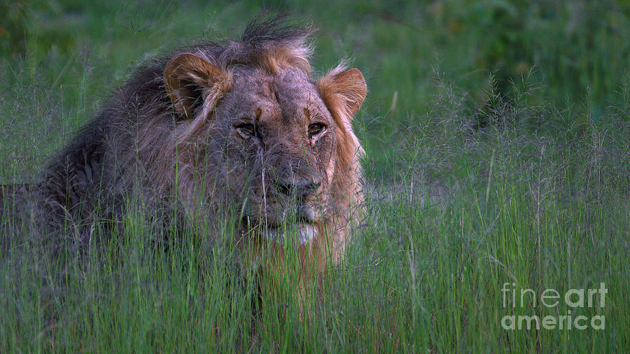 Lion In Grass Photograph by Mareko Marciniak