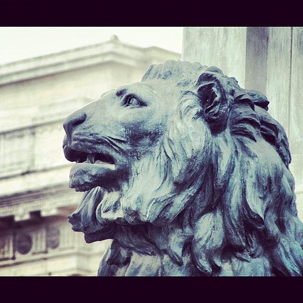 Lion Photograph - Lion In Roma by Chloé Tbf