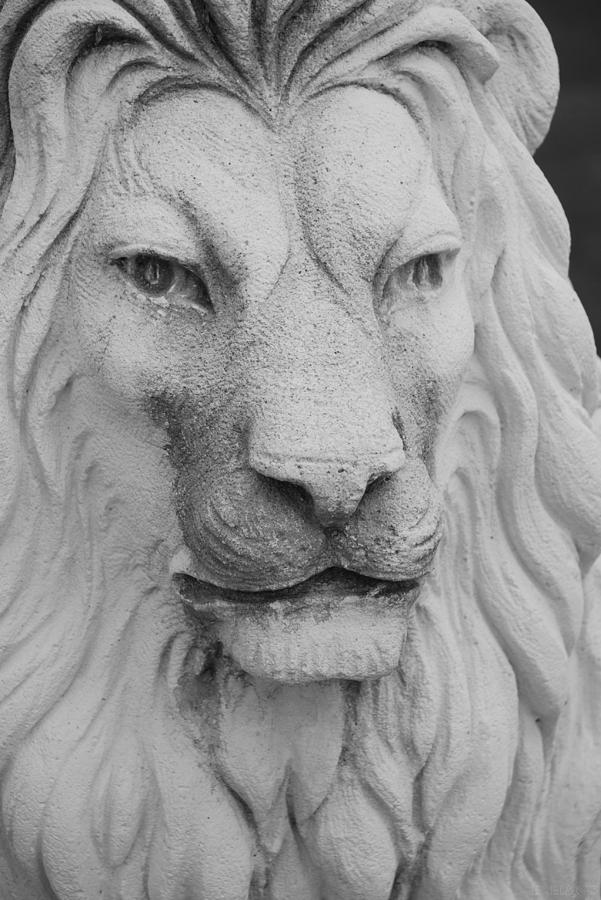 Lion In Stone Photograph by Rob Hans