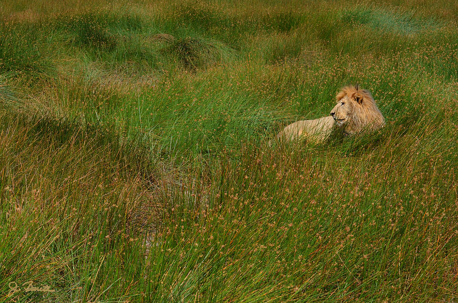 Lion in the Grass Photograph by Joe Bonita
