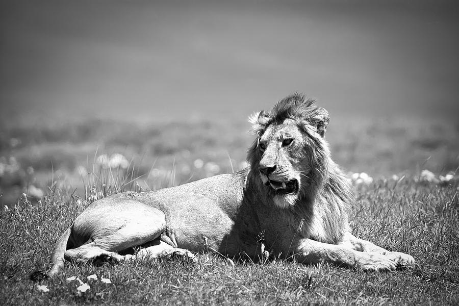 Animal Photograph - Lion King in Black and White by Sebastian Musial