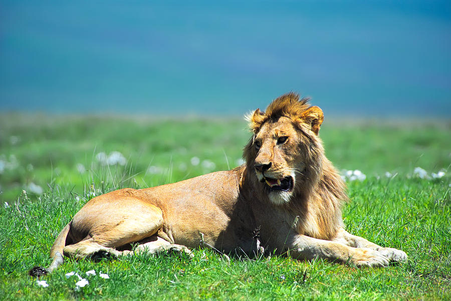 Animal Photograph - Lion King by Sebastian Musial