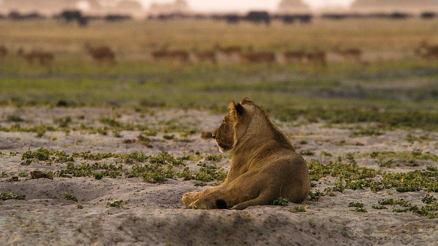 Lion lazy Photograph by Alistair Lyne