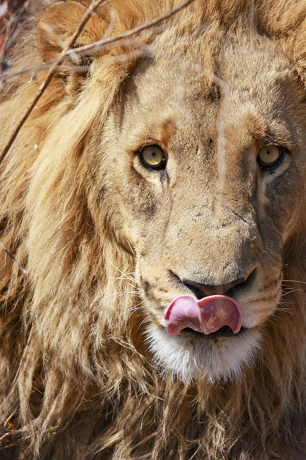 Lion Lunch Photograph by Andy Bitterer