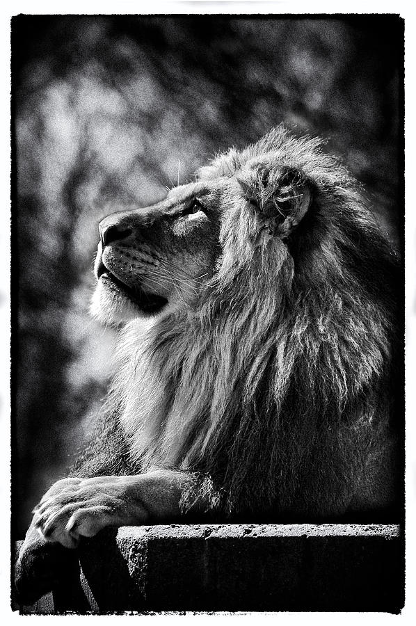 Lion Meditating Photograph by Perla Copernik