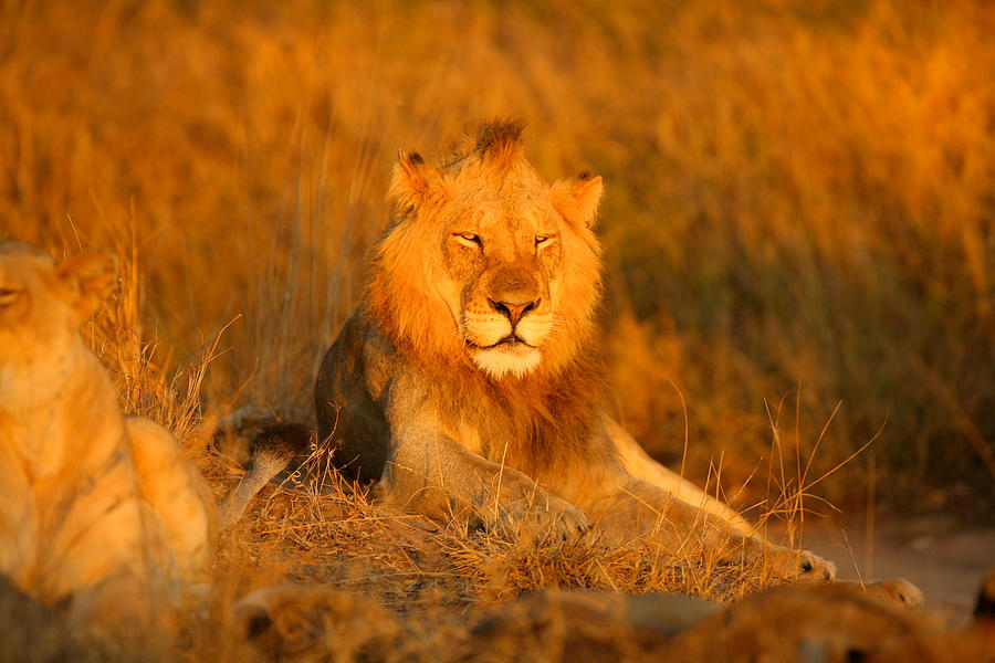 Animal Photograph - Lion by Mike Horvath
