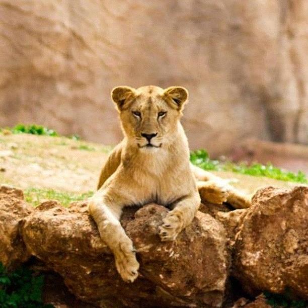 Nature Photograph - #lion #morocco #rabat #atlas #2012 #red by Omar Chawki