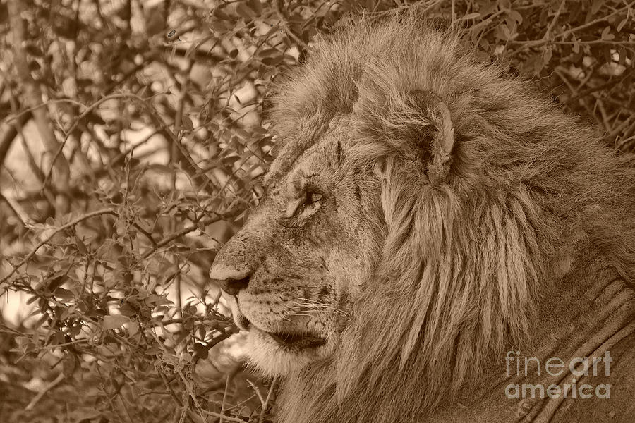 Lion of Chobe Photograph by Mareko Marciniak