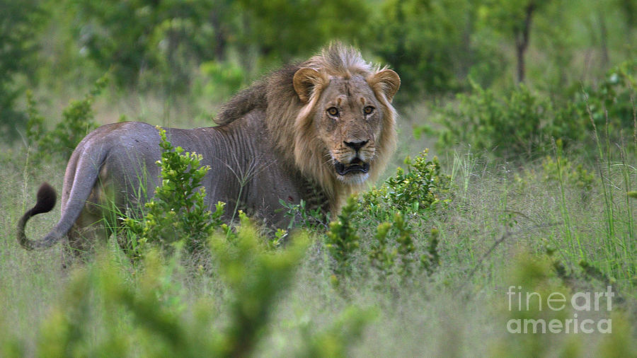 Lion on patrol Photograph by Mareko Marciniak