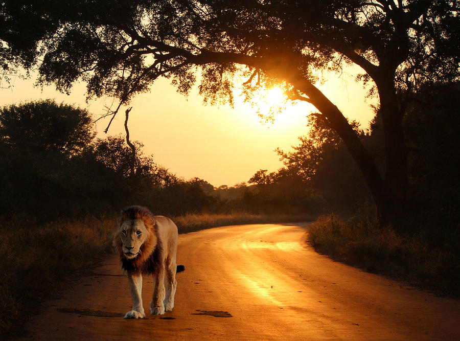 Lion On The Road Photograph