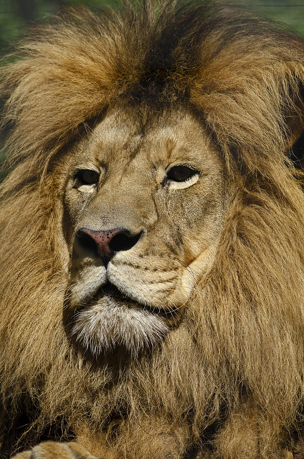 Lion Portrait Photograph by JT Lewis